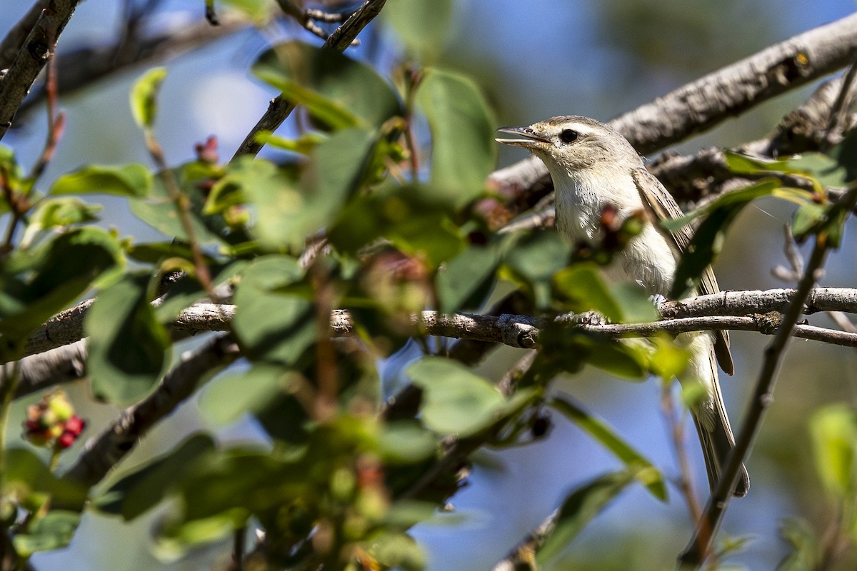 Warbling Vireo - ML620668321