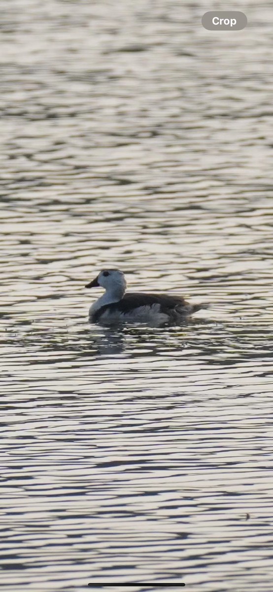 Cotton Pygmy-Goose - ML620668322