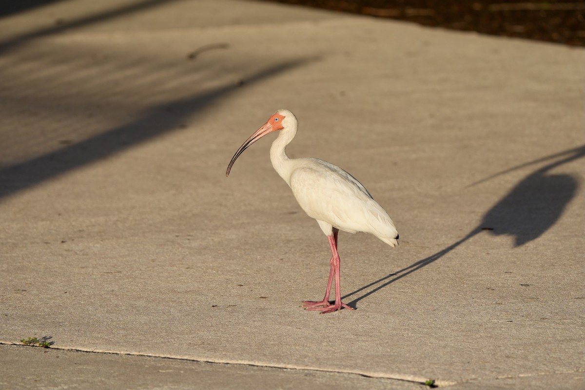 White Ibis - ML620668323