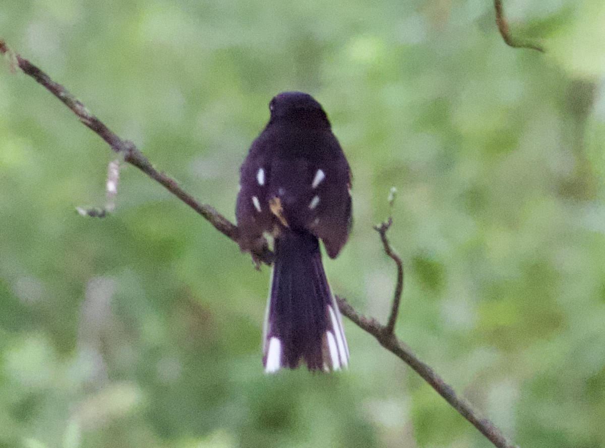 Eastern Towhee - ML620668326