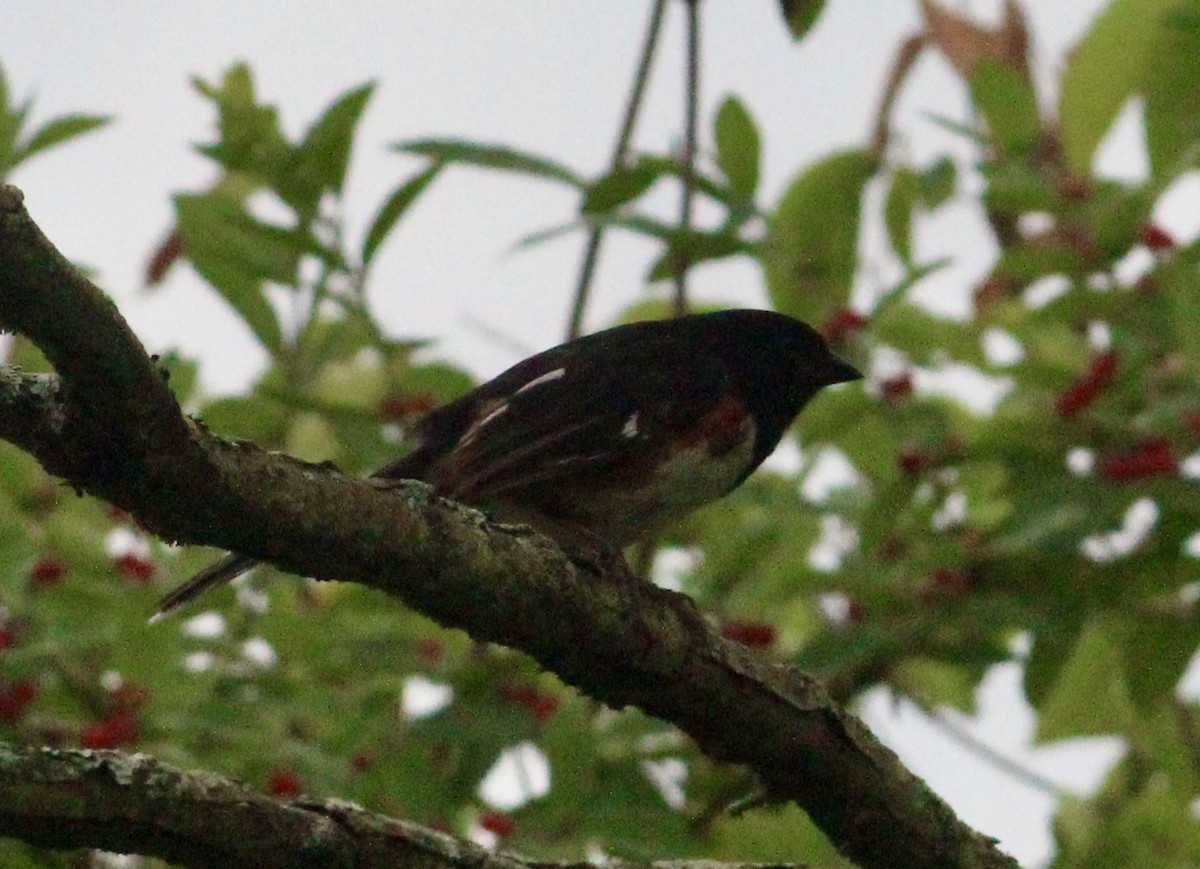 Eastern Towhee - ML620668327