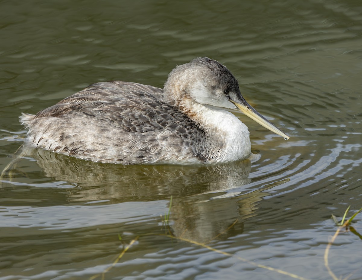 Great Grebe - ML620668328