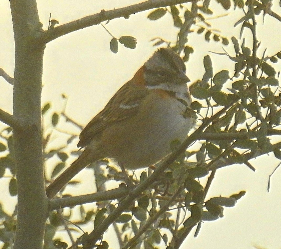 Rufous-collared Sparrow - ML620668329
