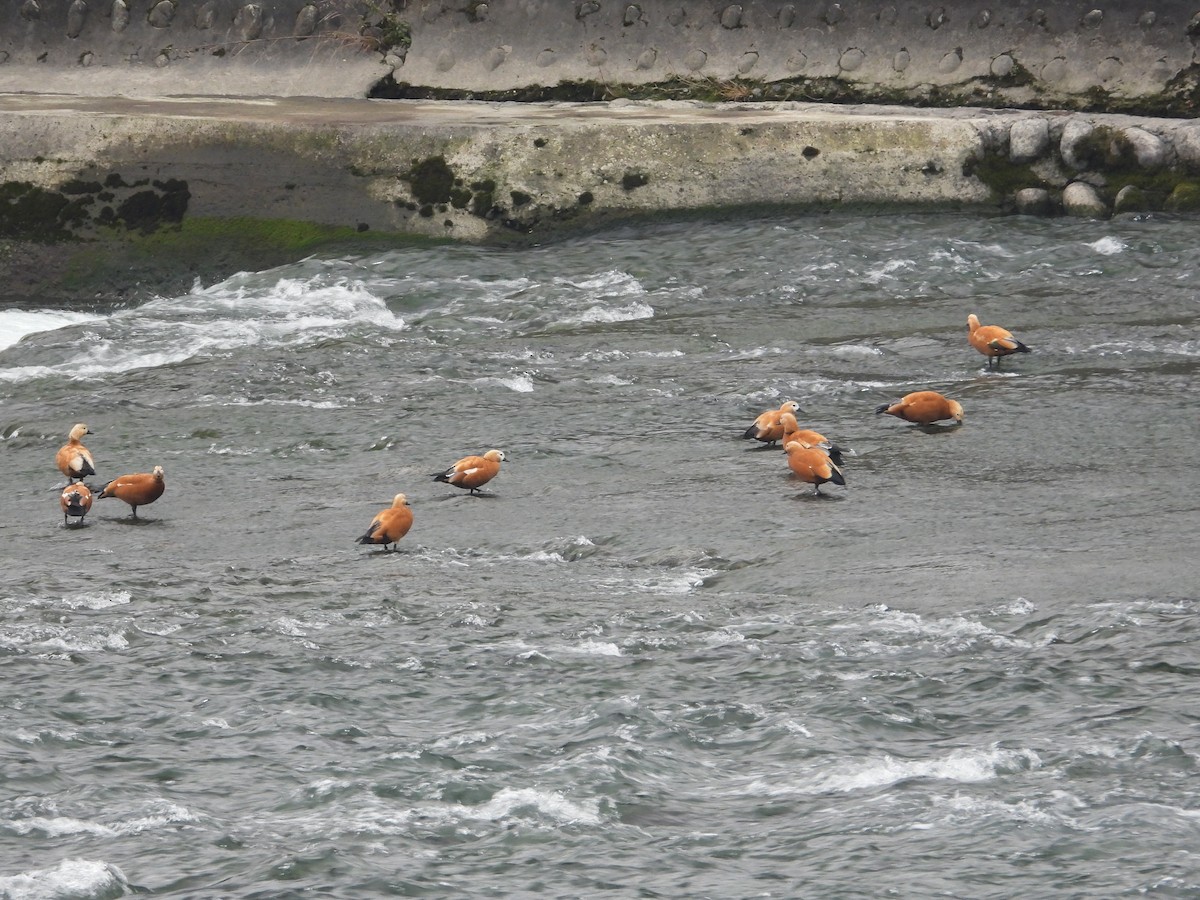 Ruddy Shelduck - ML620668330