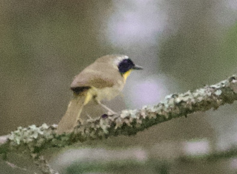 Common Yellowthroat - ML620668331