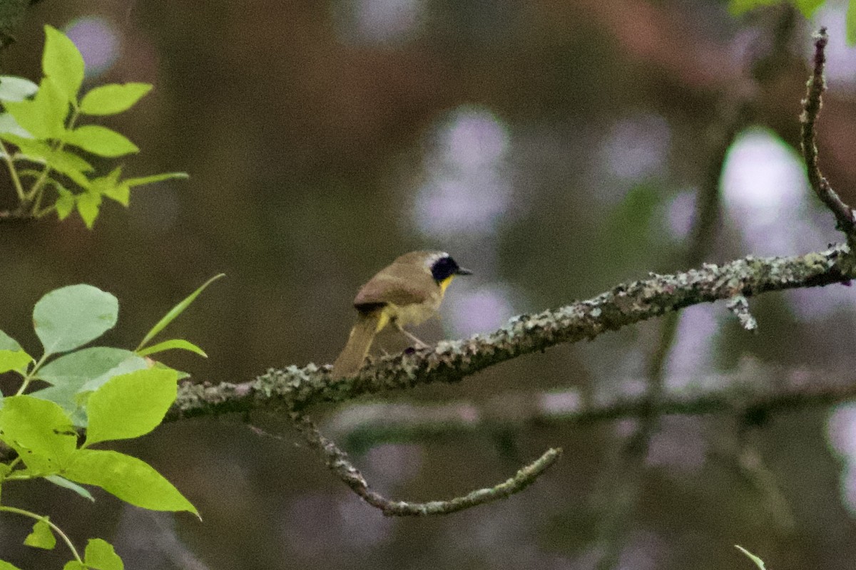 Common Yellowthroat - ML620668332