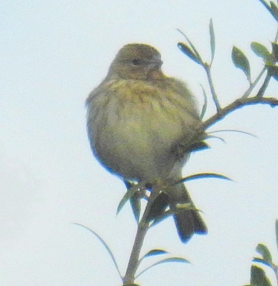 Saffron Finch - ML620668334