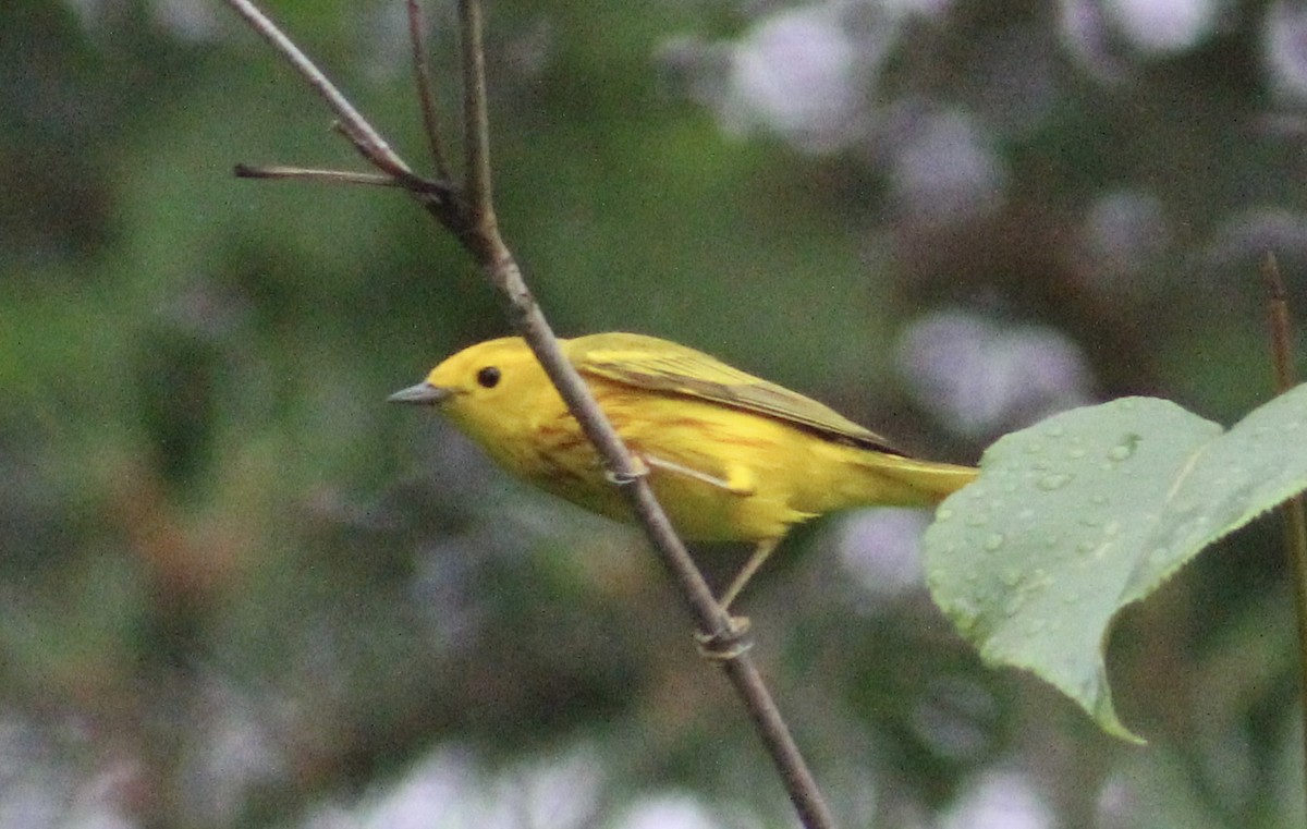 Yellow Warbler (Northern) - ML620668335