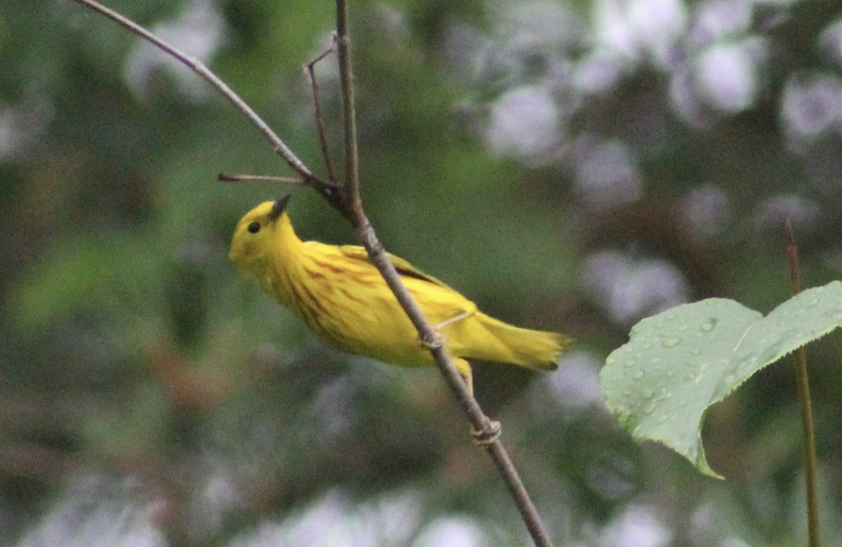 Yellow Warbler (Northern) - ML620668336