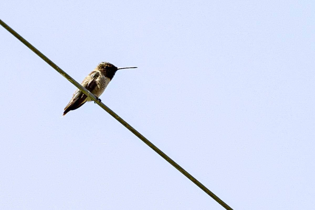 Black-chinned Hummingbird - ML620668337