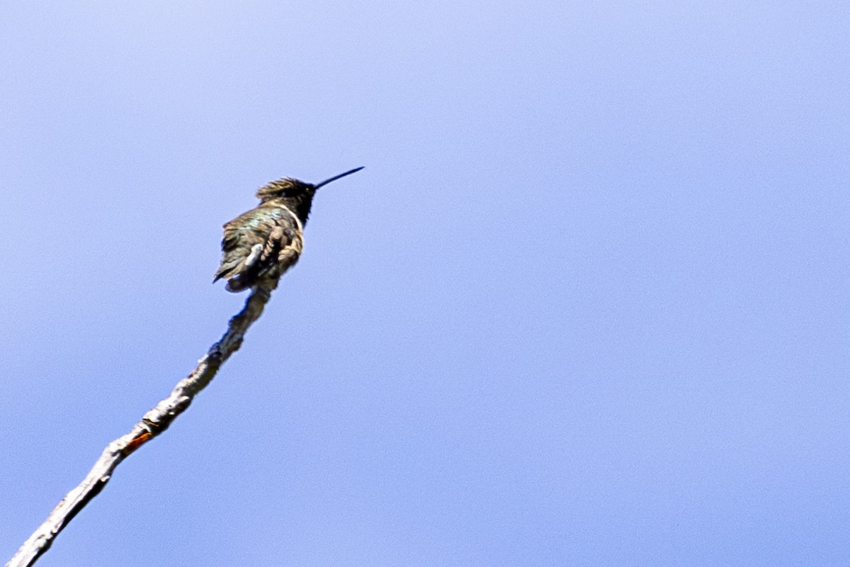 Colibrí Gorjinegro - ML620668339