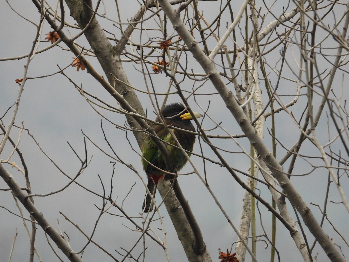 barbet velký - ML620668340