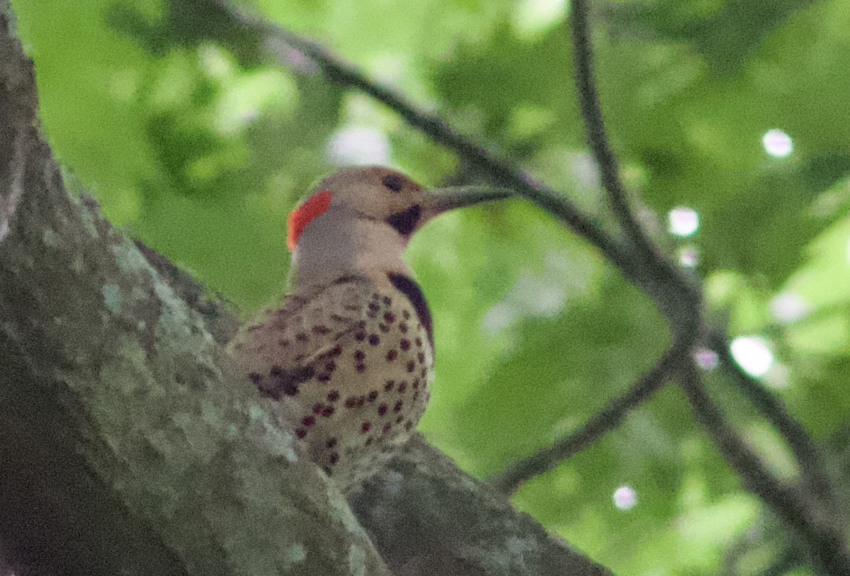 Northern Flicker (Yellow-shafted) - ML620668341