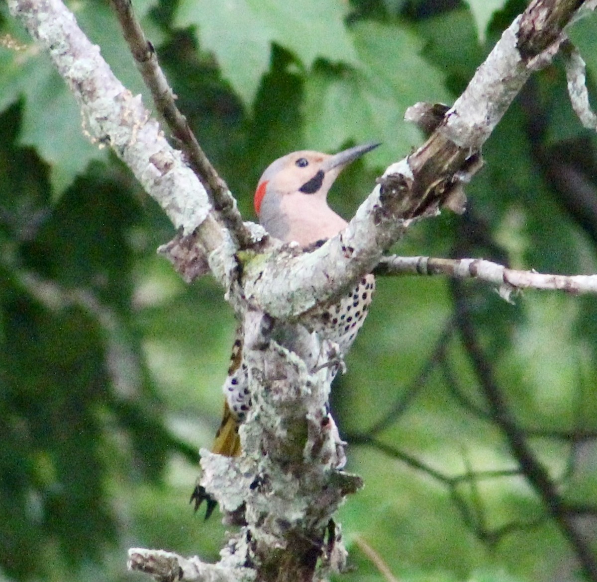 gullspett (auratus/luteus) - ML620668342