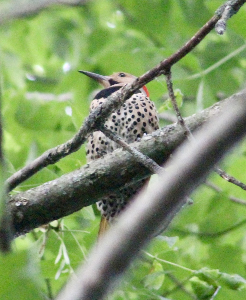 Northern Flicker (Yellow-shafted) - ML620668343