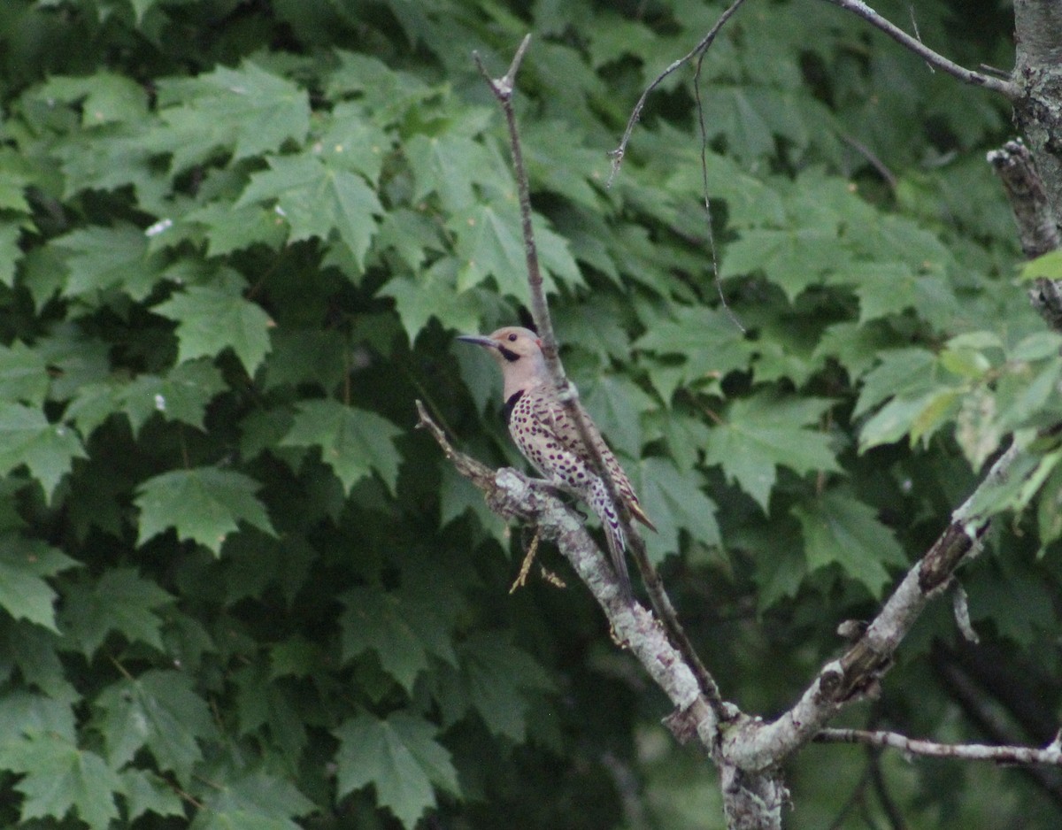 gullspett (auratus/luteus) - ML620668344