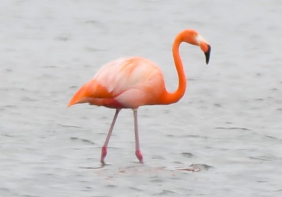 American Flamingo - ML620668345