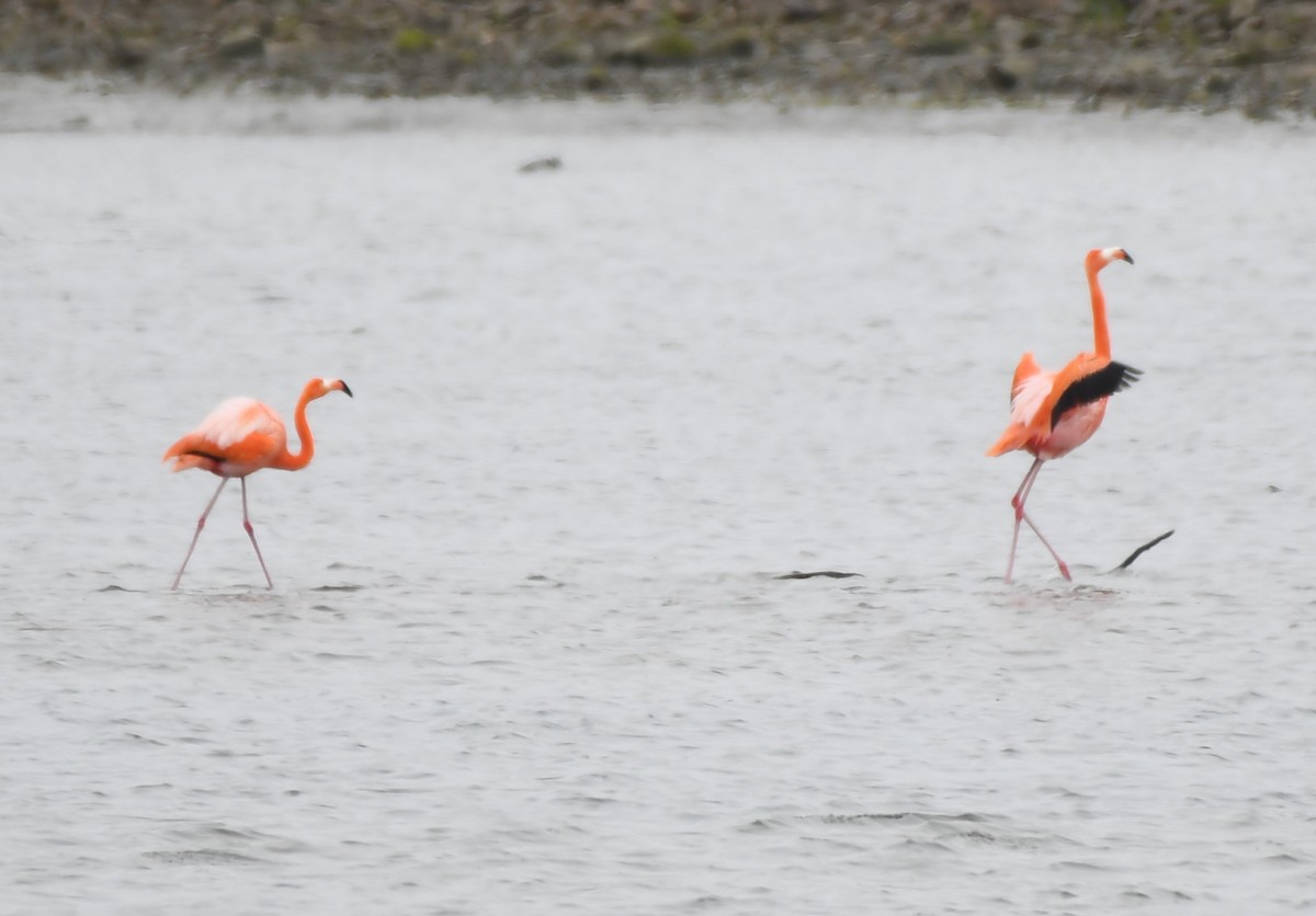 American Flamingo - ML620668347