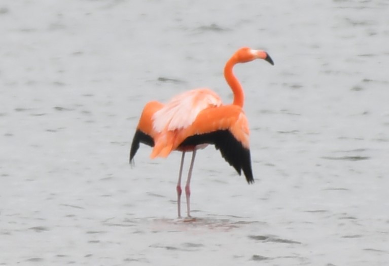 American Flamingo - ML620668348