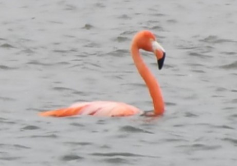 rødflamingo - ML620668350