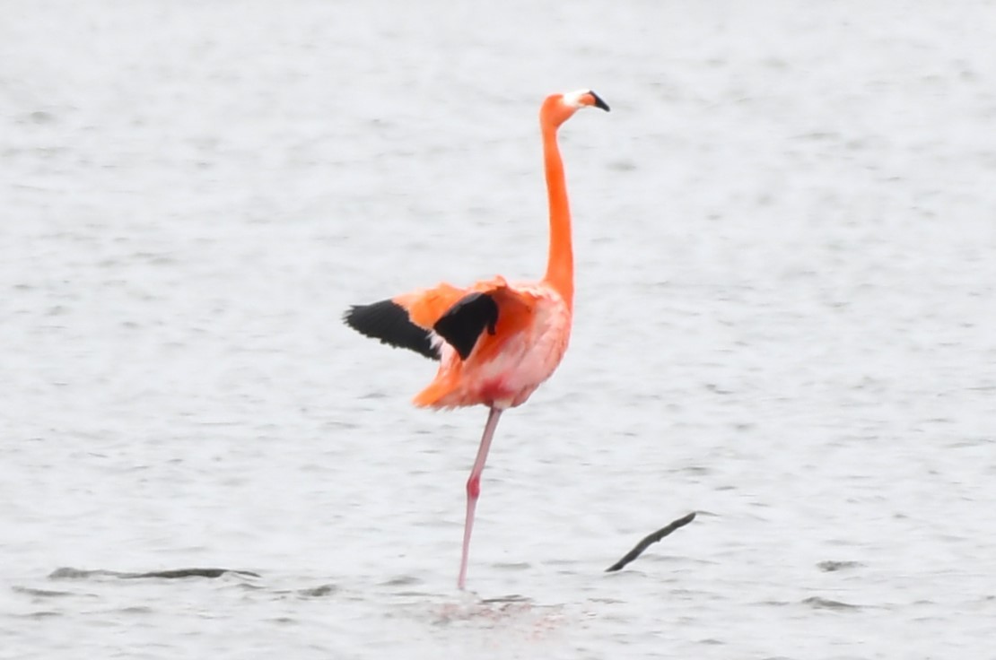 American Flamingo - ML620668351