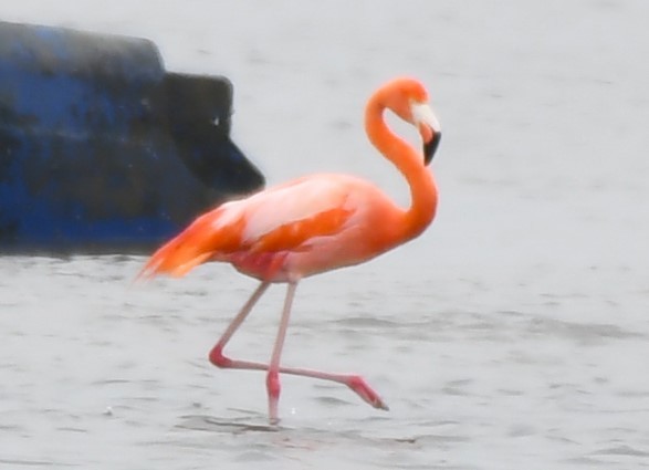 American Flamingo - ML620668353