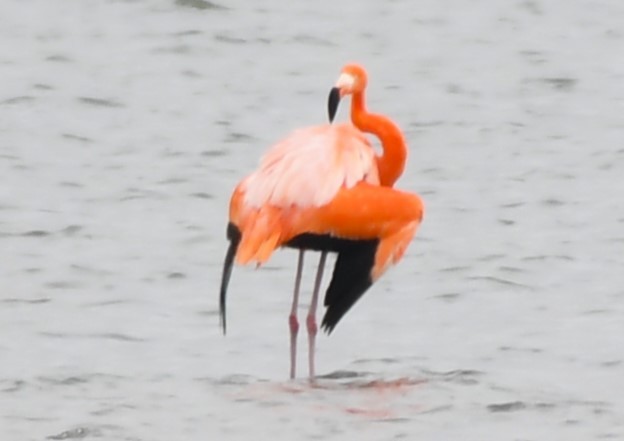 Flamant des Caraïbes - ML620668354