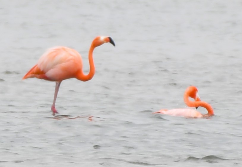 American Flamingo - ML620668356