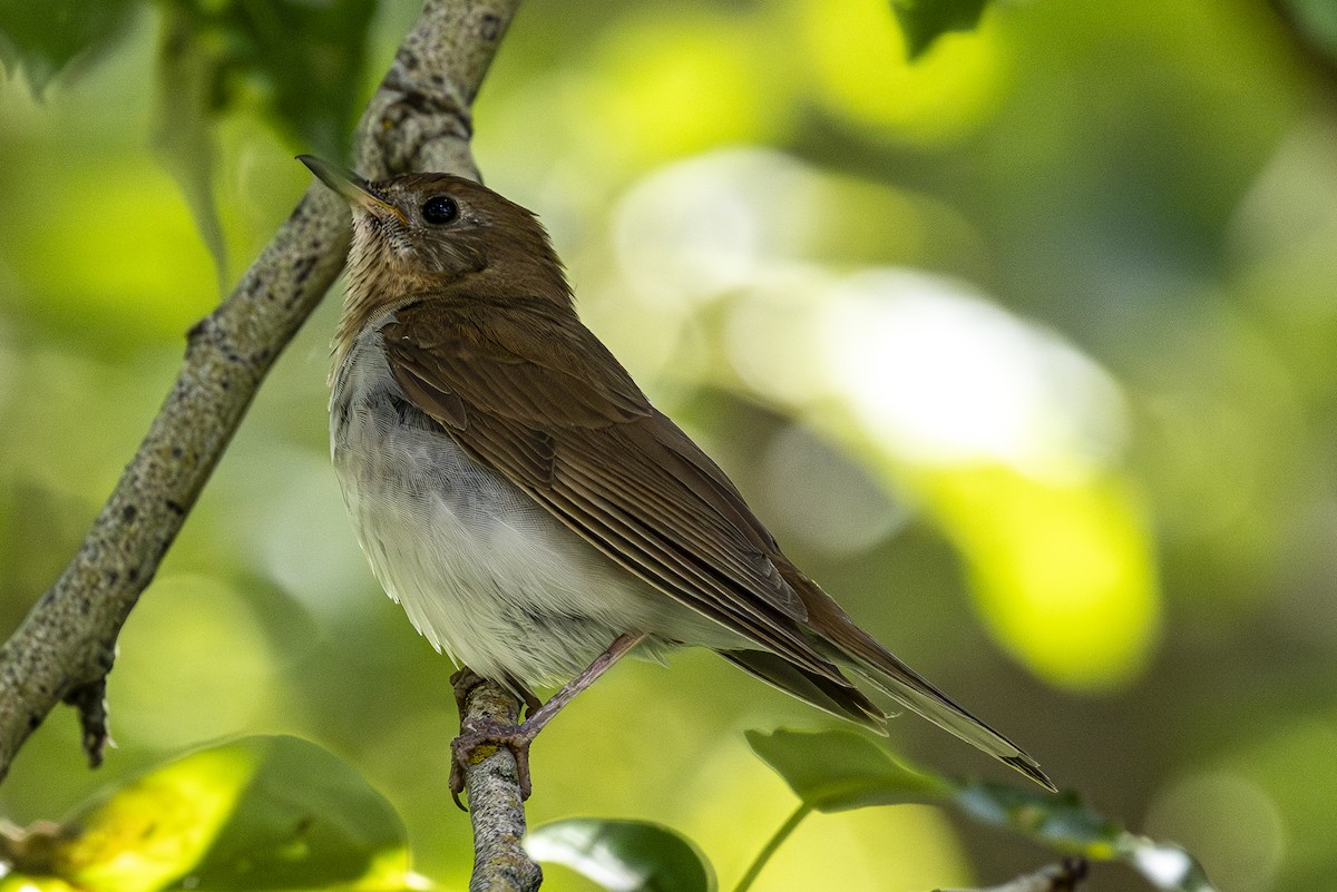 Veery - Jef Blake