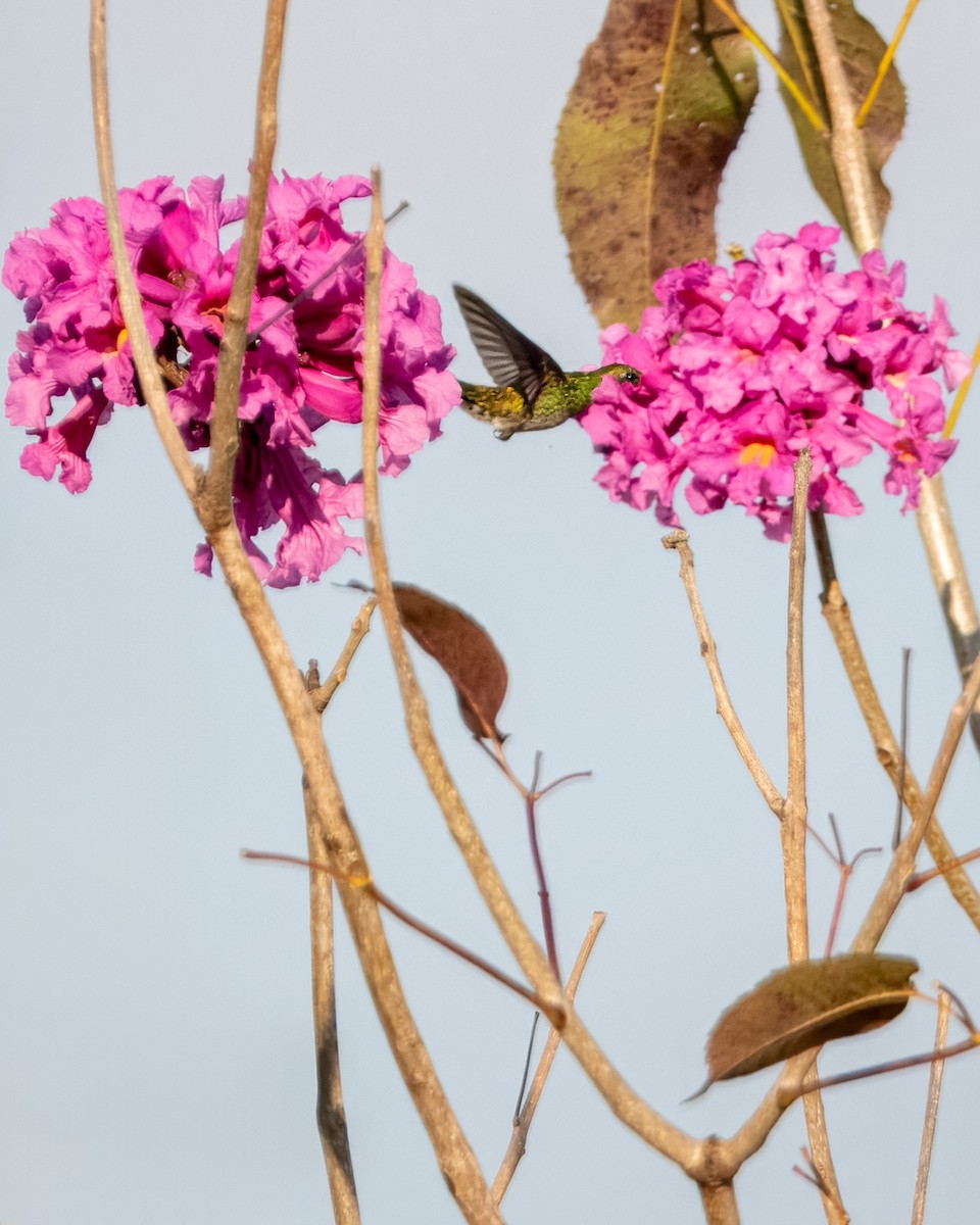 Colibrí Gargantilla - ML620668360