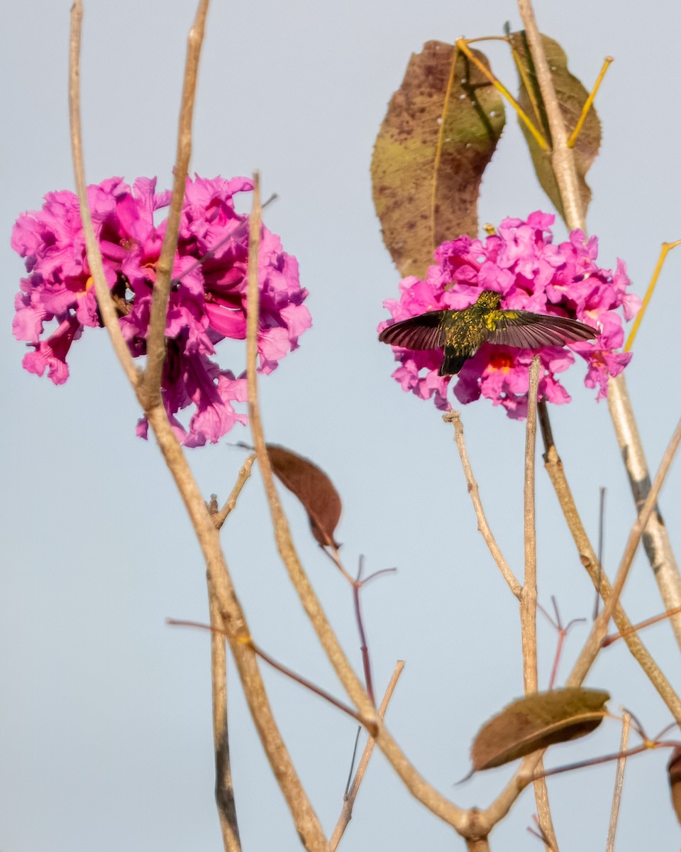 Colibrí Gargantilla - ML620668361