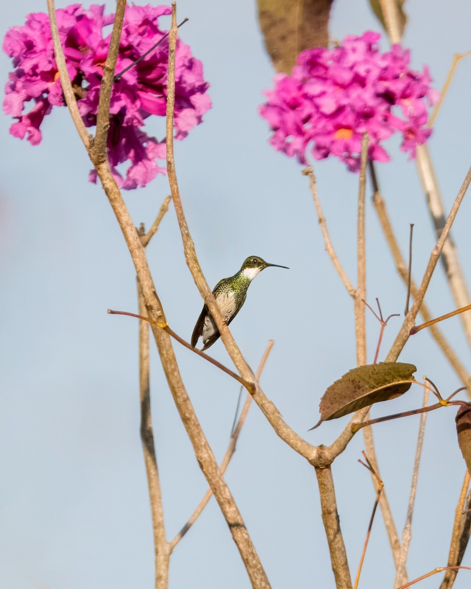 Colibrí Gargantilla - ML620668362