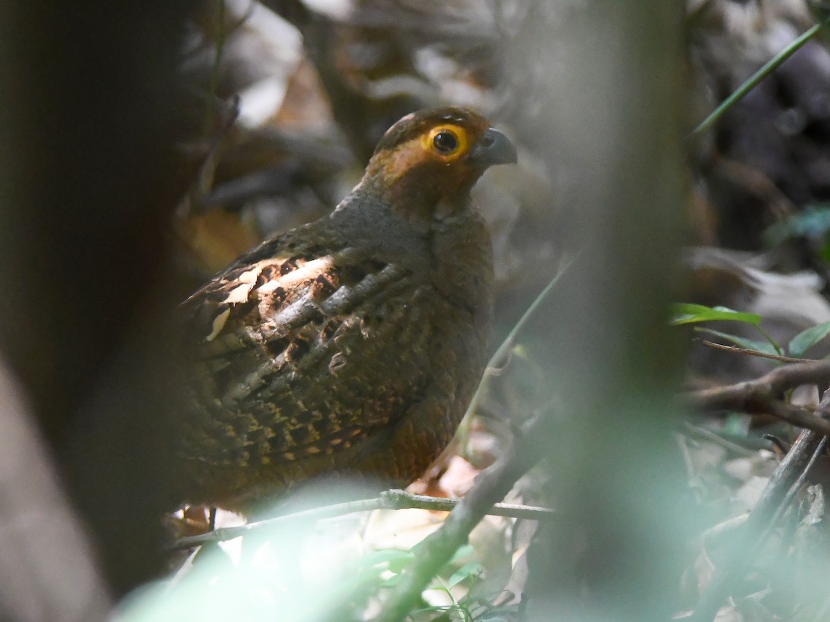 Marbled Wood-Quail - ML620668365