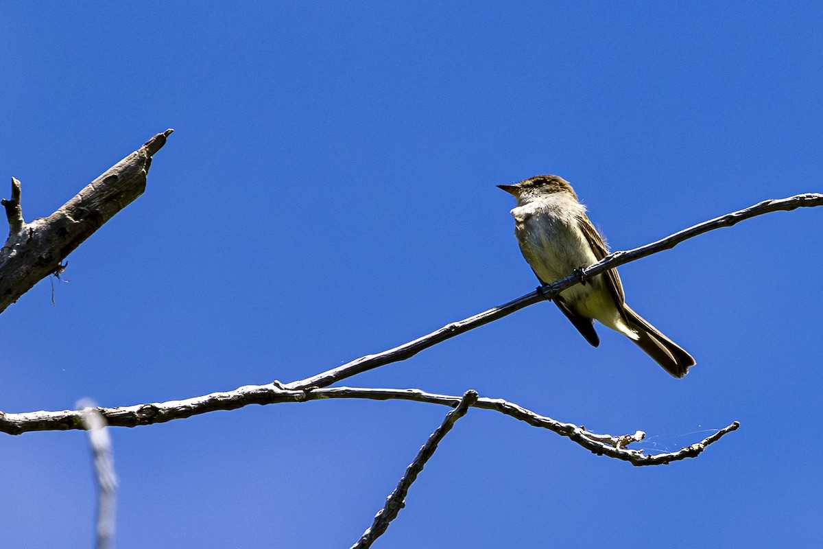 Willow Flycatcher - ML620668371