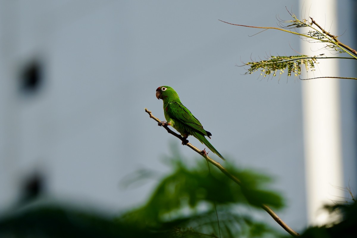 Conure pavouane - ML620668377