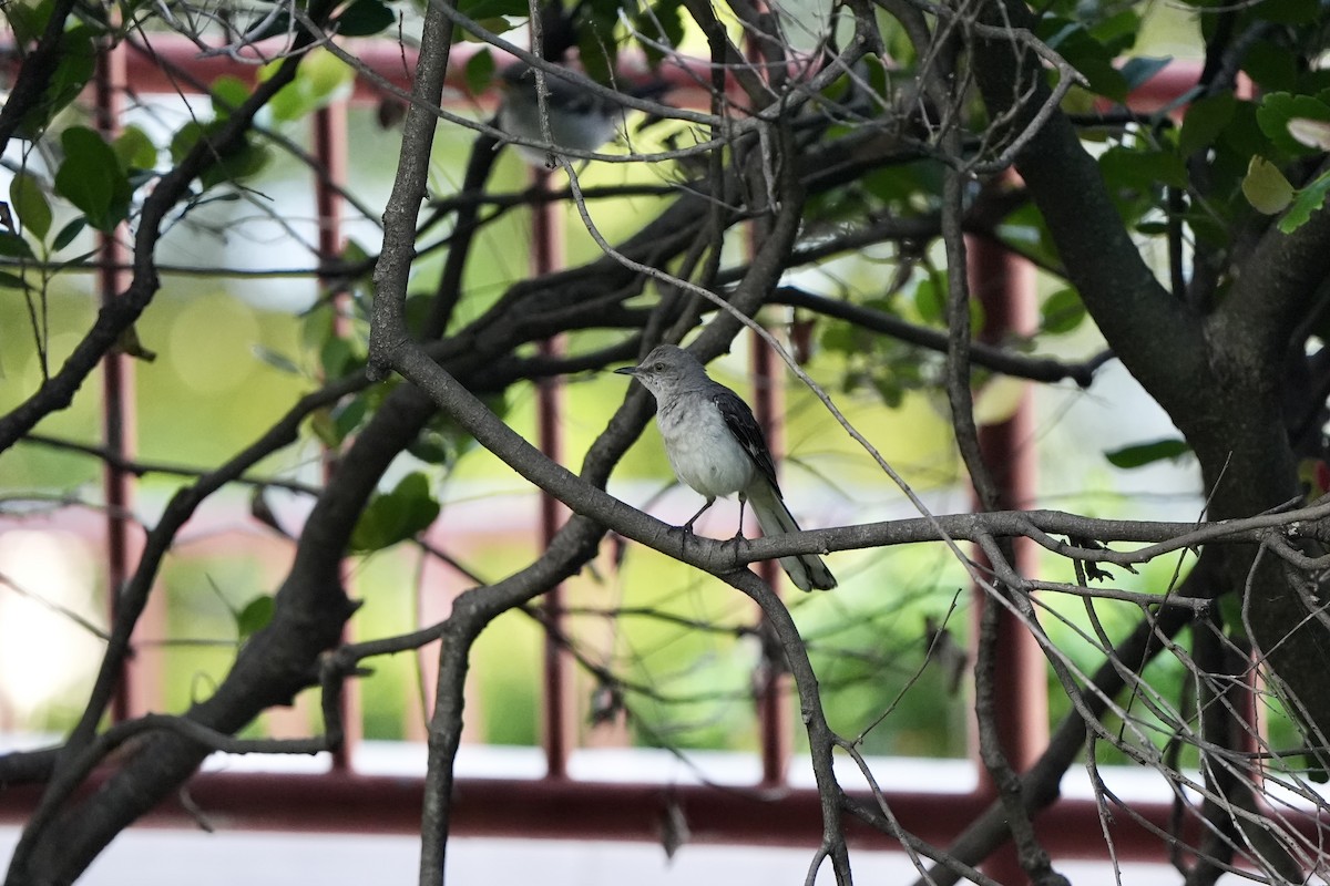 Northern Mockingbird - ML620668379