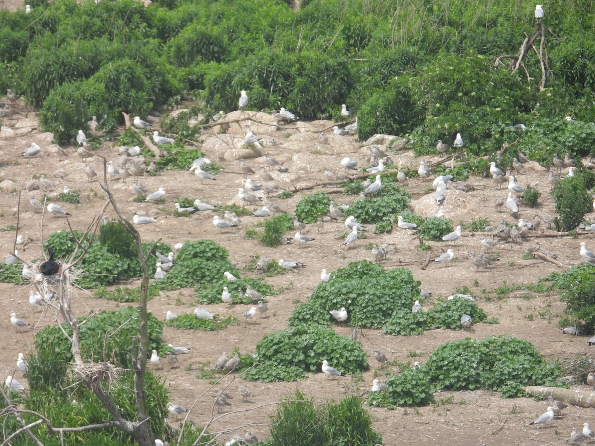 Ring-billed Gull - ML620668390