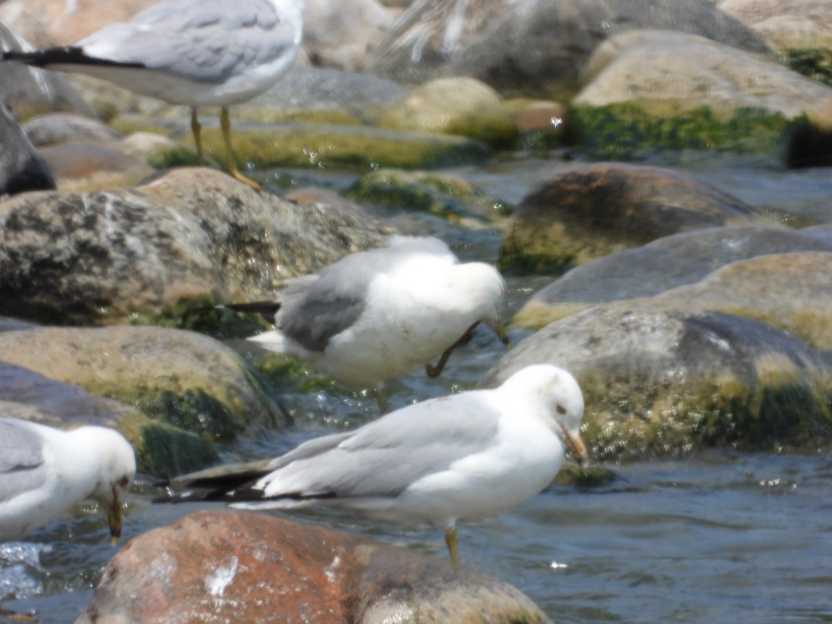 Ring-billed Gull - ML620668391