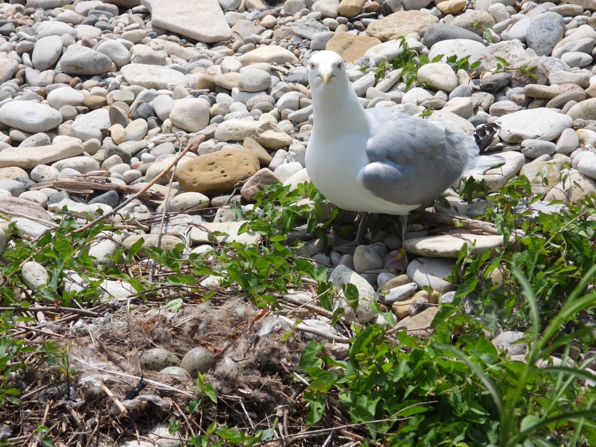 Herring Gull - ML620668395