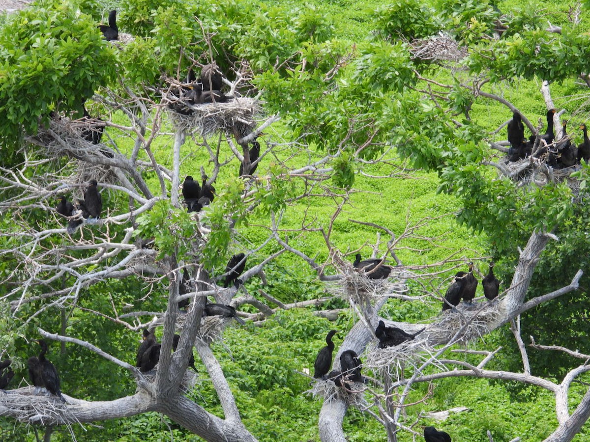 Double-crested Cormorant - ML620668396