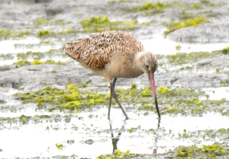 Marbled Godwit - ML620668398