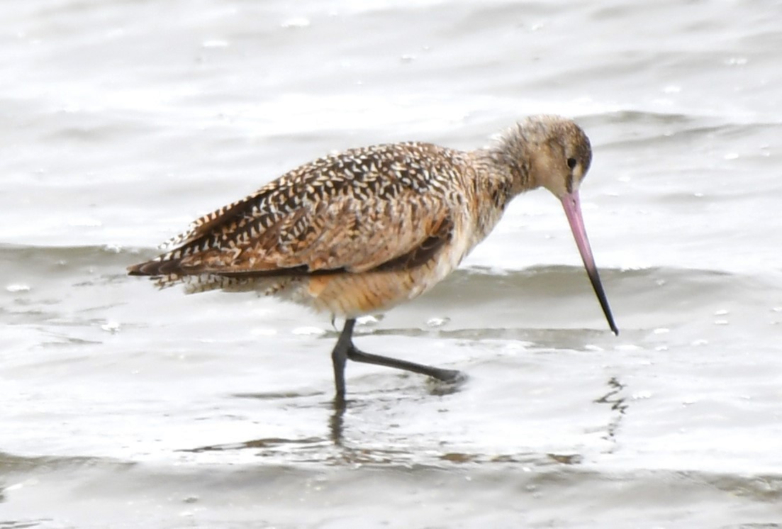 Marbled Godwit - ML620668400