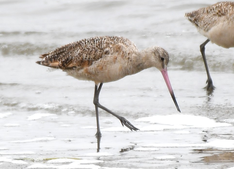 Marbled Godwit - ML620668401