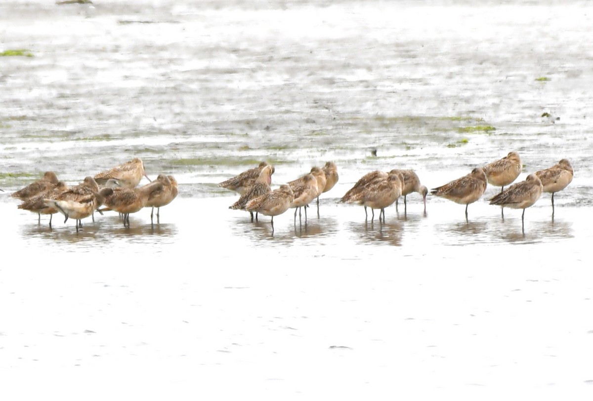 Marbled Godwit - ML620668403