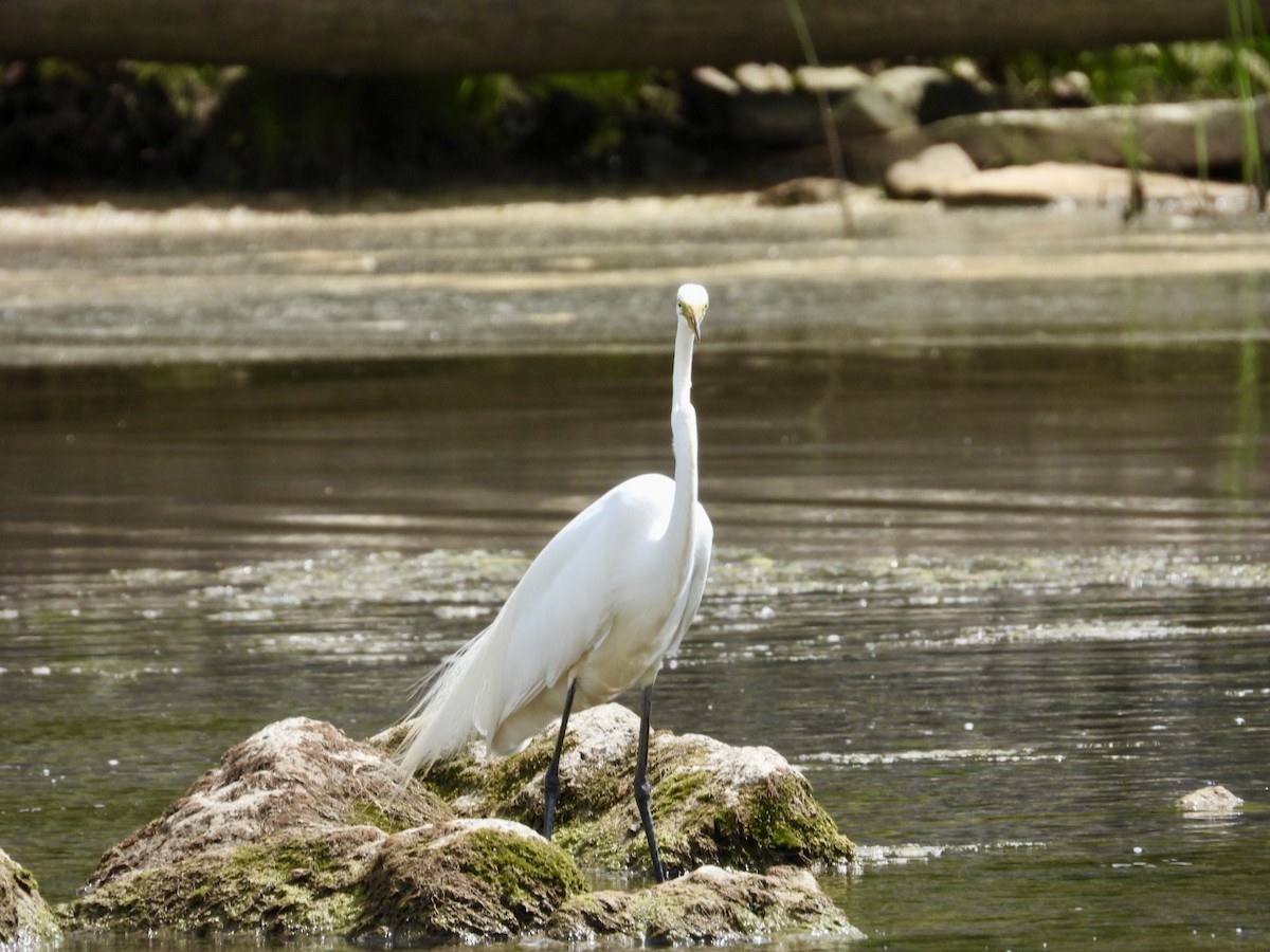 Great Egret - ML620668404