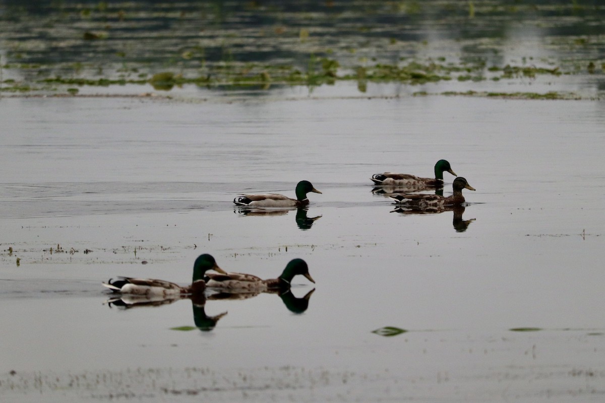 Canard colvert - ML620668405