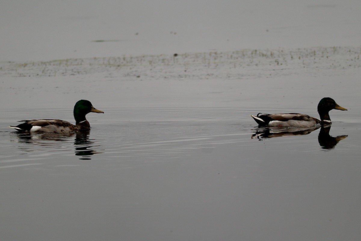 Canard colvert - ML620668406