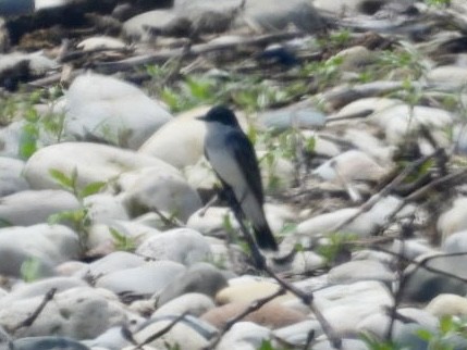 Eastern Kingbird - ML620668407