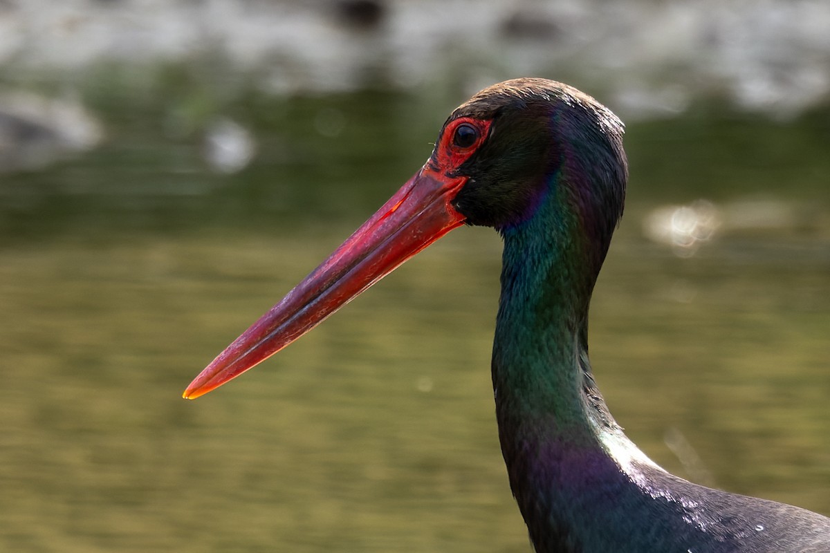 Black Stork - ML620668409