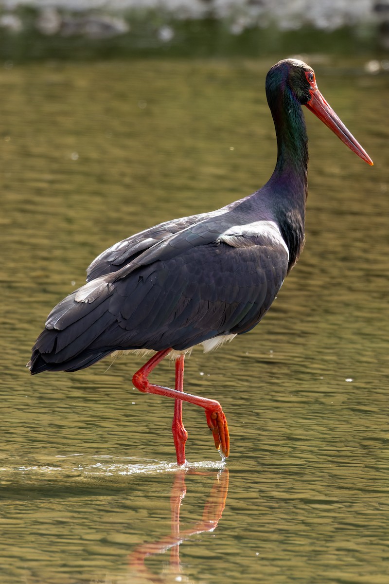 Black Stork - ML620668411